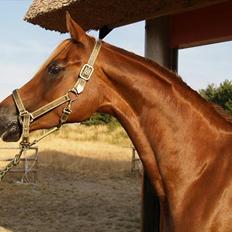 Anden særlig race Mariska *Lady*