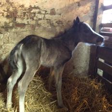 Welsh Partbred (Sec F) Antos Kalina