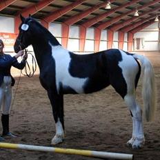 Barockpinto Spotted Monroe