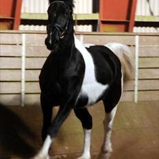 Barockpinto Spotted Monroe