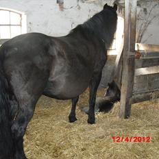 Anden særlig race Jesper født Ponyo