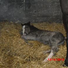 Anden særlig race Jesper født Ponyo
