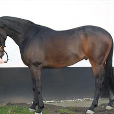 Hannoveraner Legend Crusador