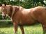 Arabisk fuldblod (OX) Waheds Nadia - 2011