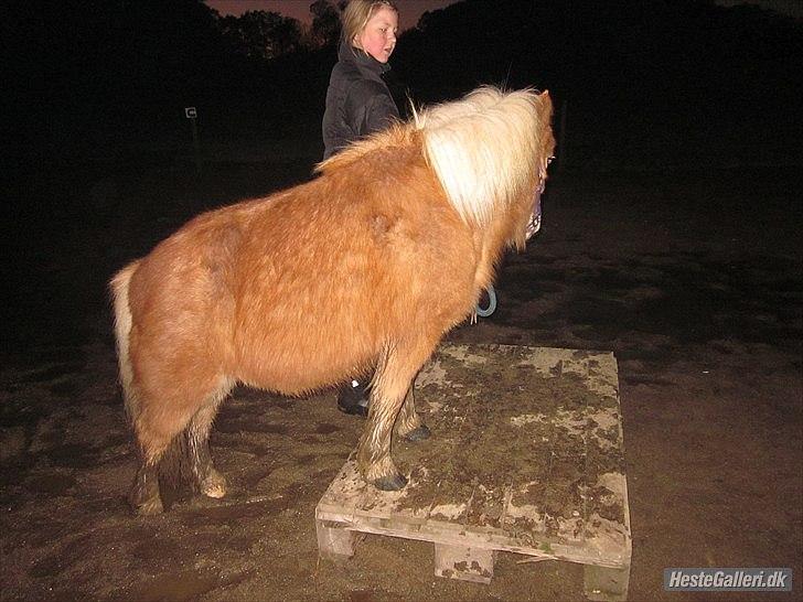 Shetlænder Jeg Elsker Dig Alberte <3<3 Smukke Dig - palle træning 
hun var så dejligt  billede 7
