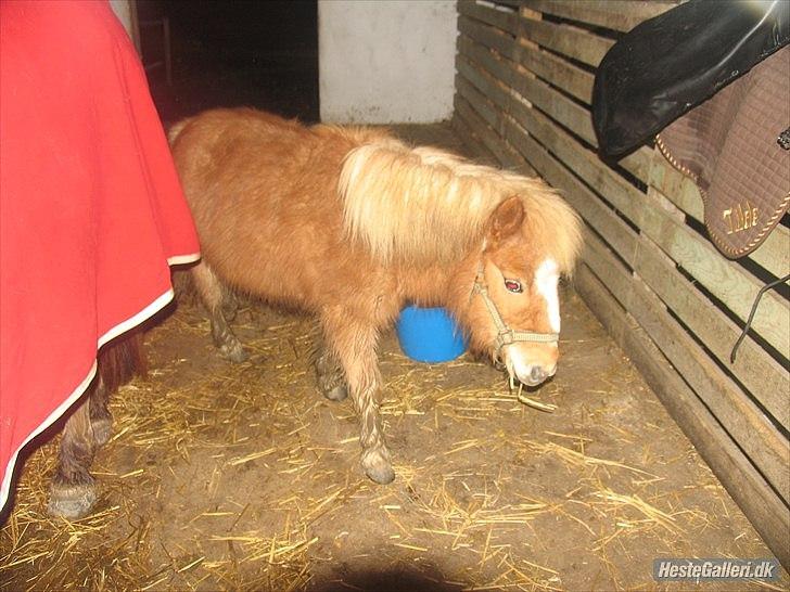 Shetlænder Jeg Elsker Dig Alberte <3<3 Smukke Dig - sødt billede <3<3<3 :-* billede 8