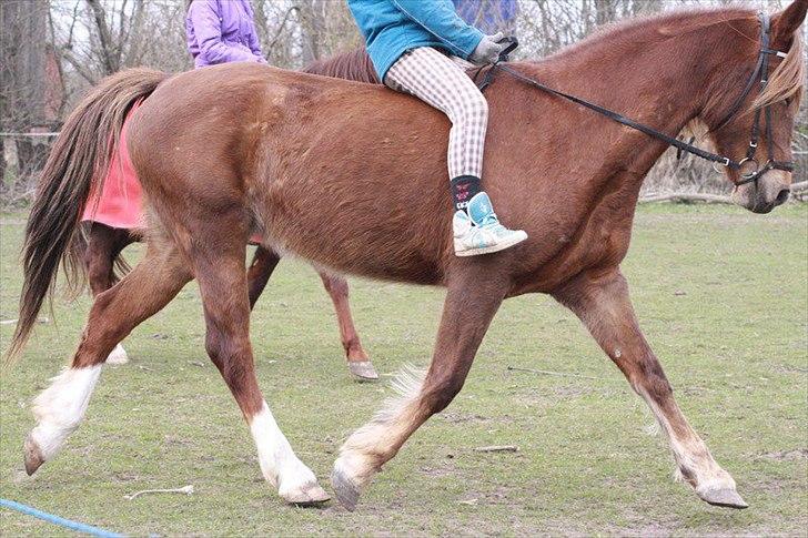 Anden særlig race MJ Mille | Tidl Låne Hest - Foto af Maria billede 16