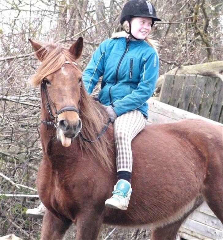 Anden særlig race MJ Mille | Tidl Låne Hest - Vi rækker da bare tunge når rytteren snakke, så fræk man er xD
Foto af Maria billede 17