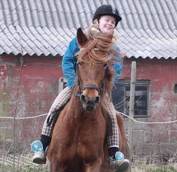 Anden særlig race MJ Mille | Tidl Låne Hest - Foto af Maria billede 18