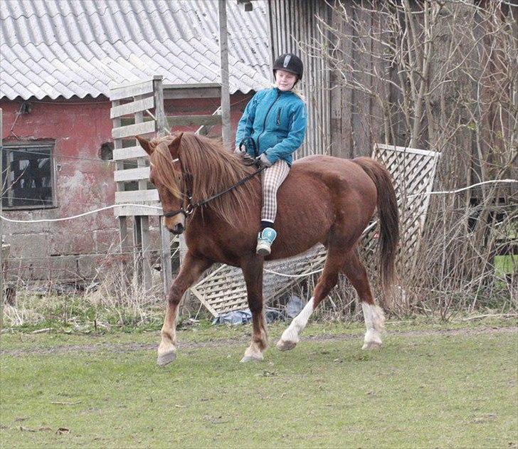 Anden særlig race MJ Mille | Tidl Låne Hest - Foto af Maria billede 19