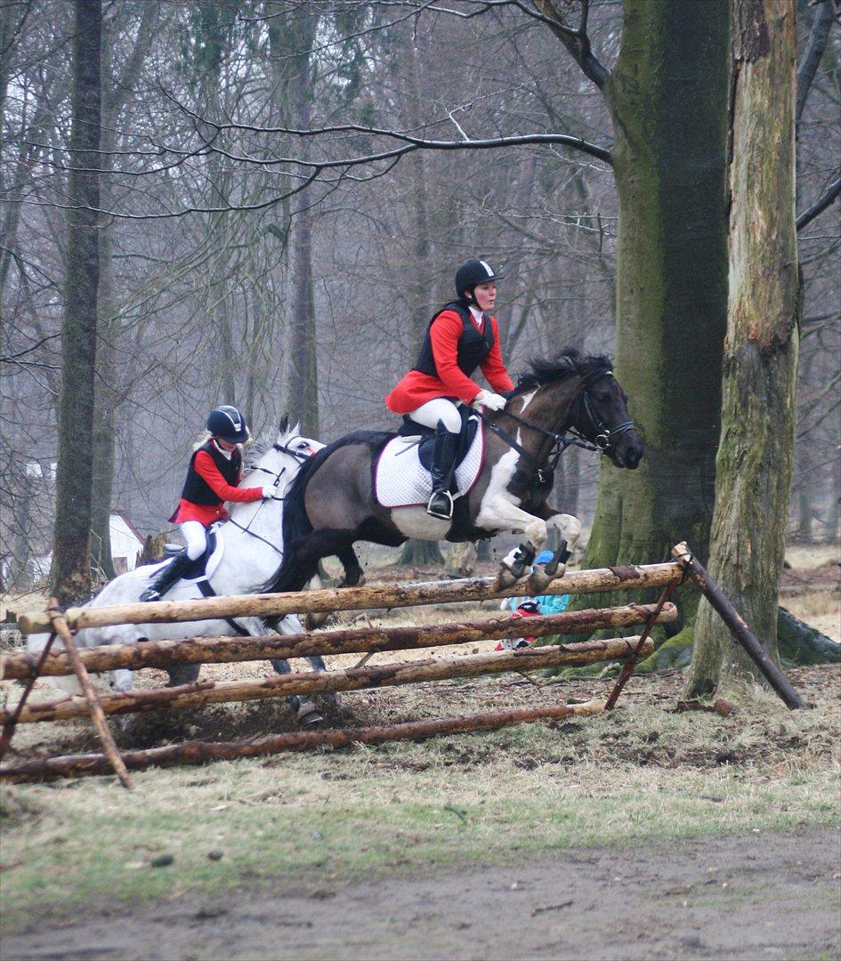 Pinto Blackie - Jagtponyen billede 6