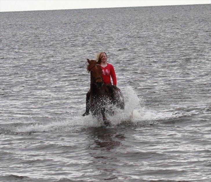 Anden særlig race MJ Mille | Tidl Låne Hest - Foto af Maria billede 20