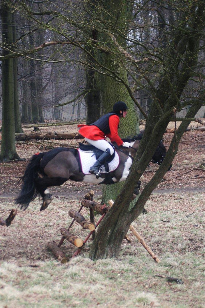 Pinto Blackie - Jagtponyen billede 7