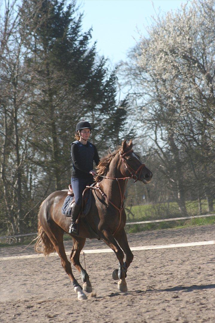 Anden særlig race Donna - Første udetræning april 2012 billede 20