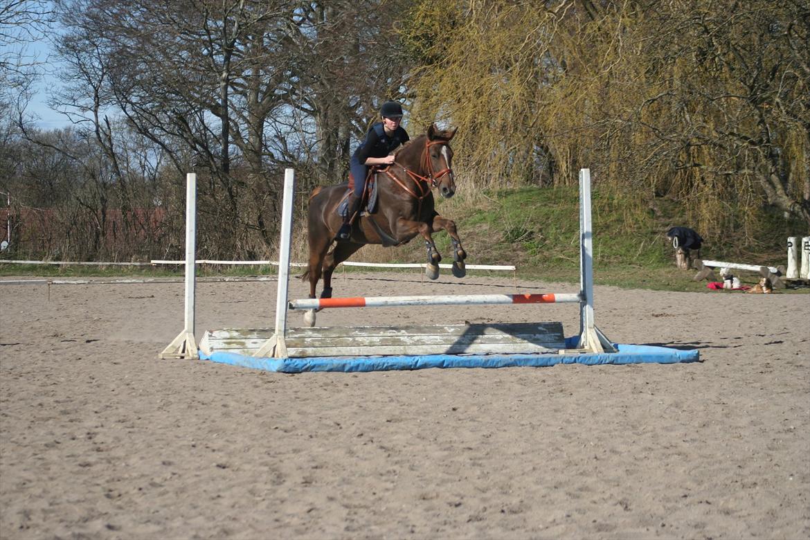 Anden særlig race Donna - Første udetræning april 2012 billede 2