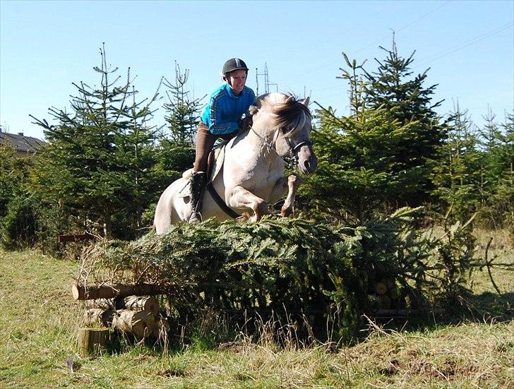 Fjordhest Hashagen's D-Mark - Terræntræning d. 8. april 2012 billede 8