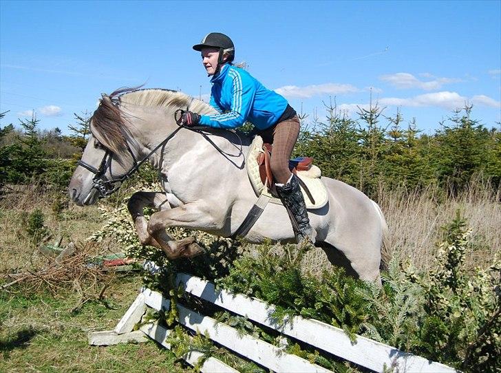 Fjordhest Hashagen's D-Mark - Terræntræning d. 8. april 2012. billede 10