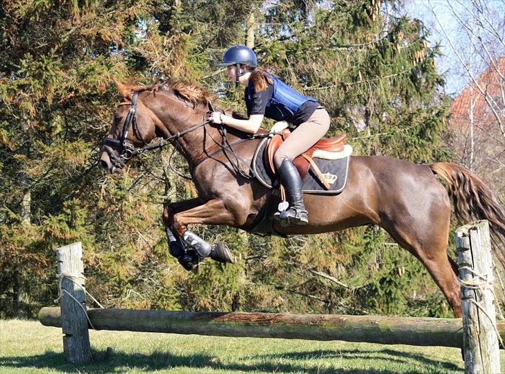 Anden særlig race Donna - Op af bakke april 2012 billede 10