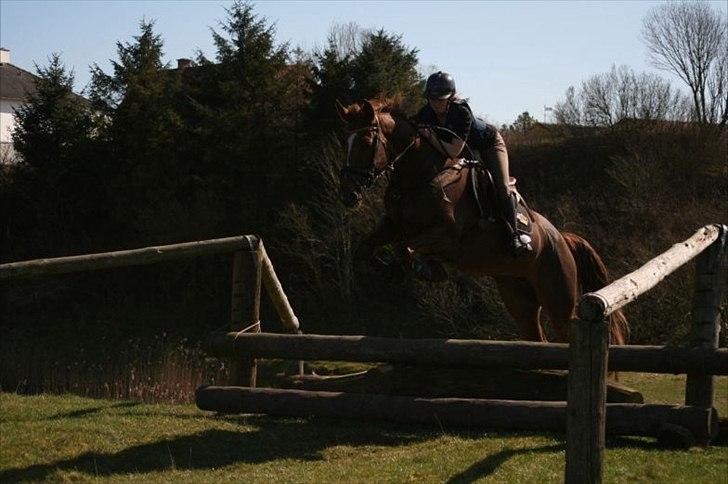 Anden særlig race Donna - Tærren april 2012 billede 15
