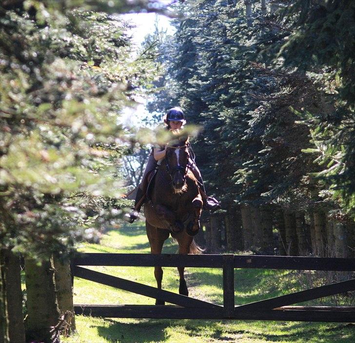 Anden særlig race Donna - Hegn i skoven april 2012 billede 7