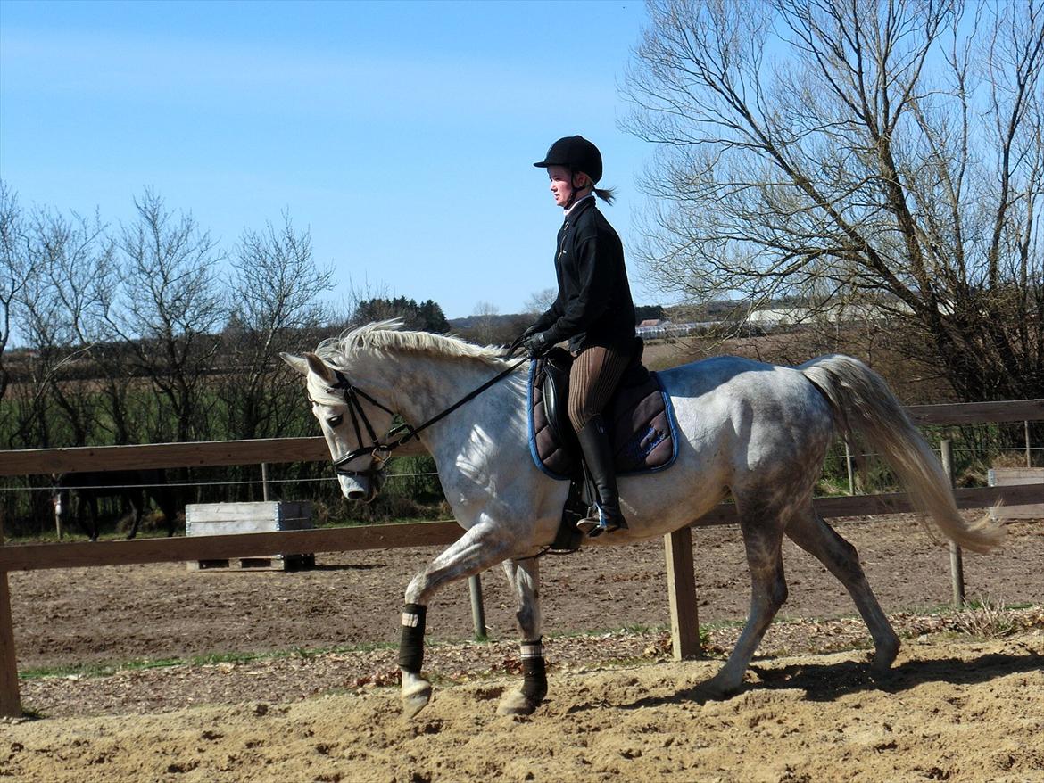 Anden særlig race Stella  - galop  billede 13