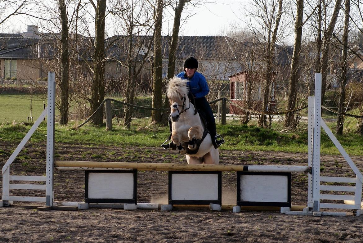 Fjordhest Odin - første springtræning udenfor 2012<3 billede 3