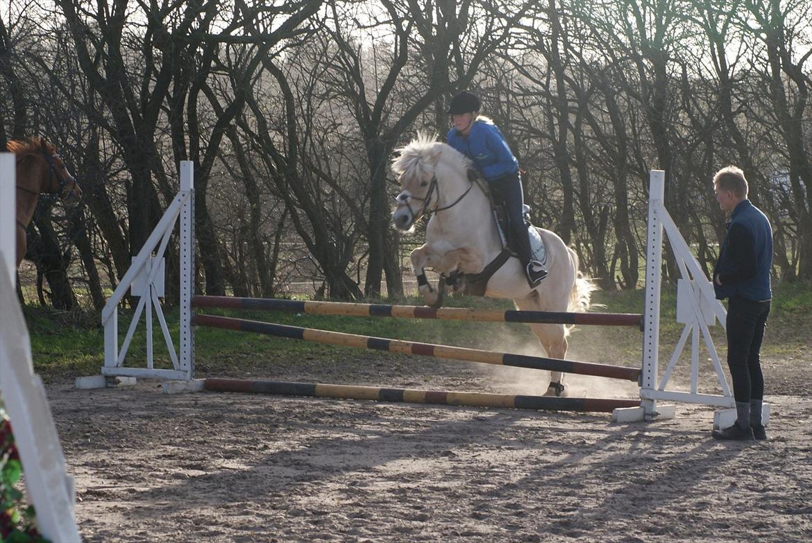 Fjordhest Odin - 90 cm<3 billede 12