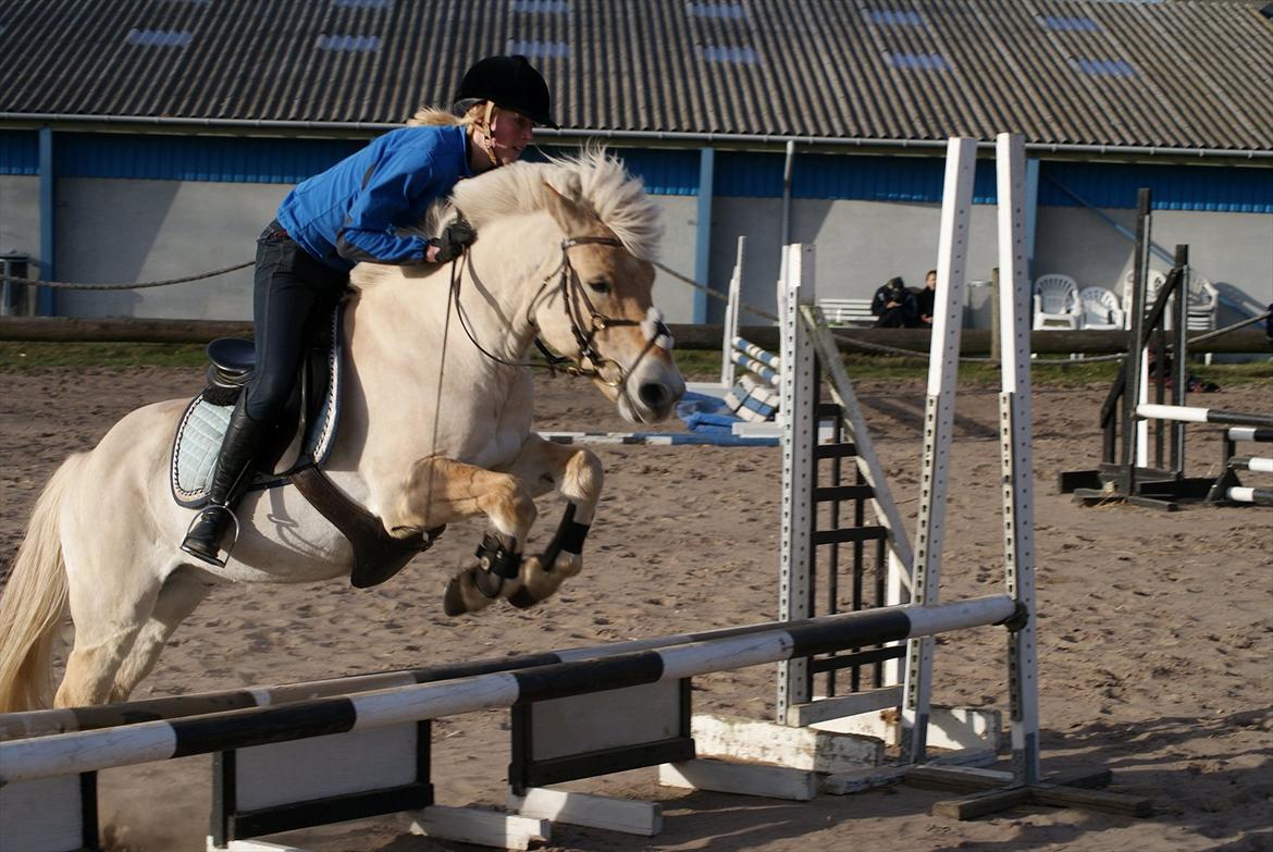 Fjordhest Odin - trippelbar første gang udendørs i 2012<3 billede 9
