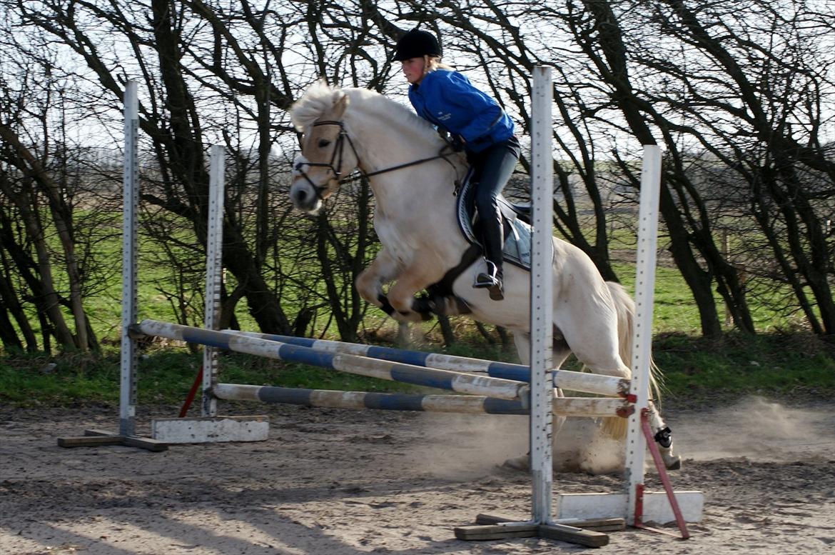 Fjordhest Odin - wee<3 billede 13