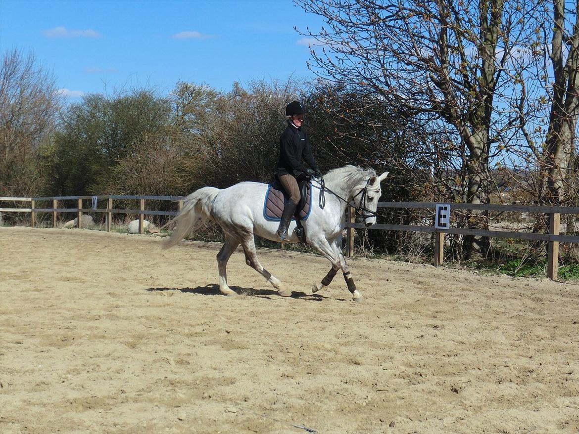 Anden særlig race Stella  - Fremgang
 billede 12
