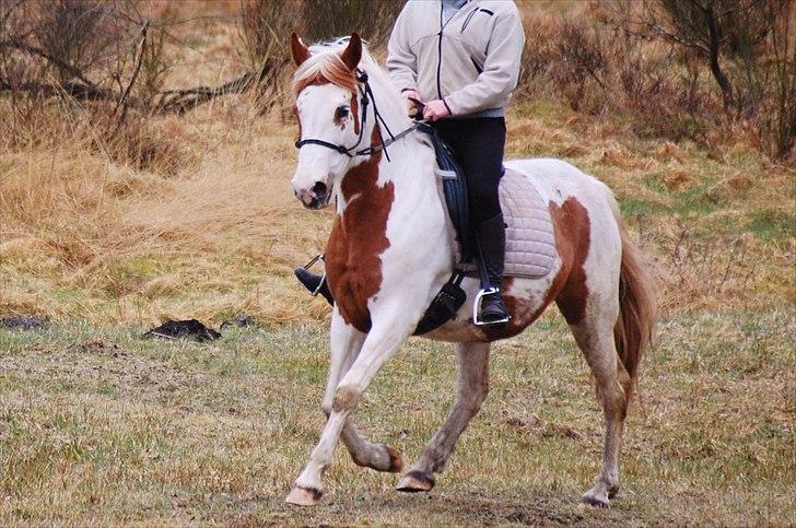 Pinto Nikita  - selvom vommen er der, kan tøsen sagtens flytte fusserne !:) billede 6