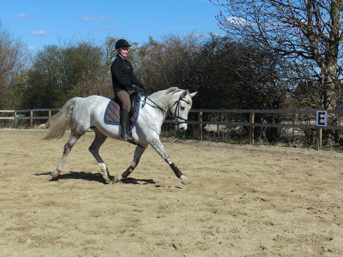 Anden særlig race Stella  - fri trav billede 9