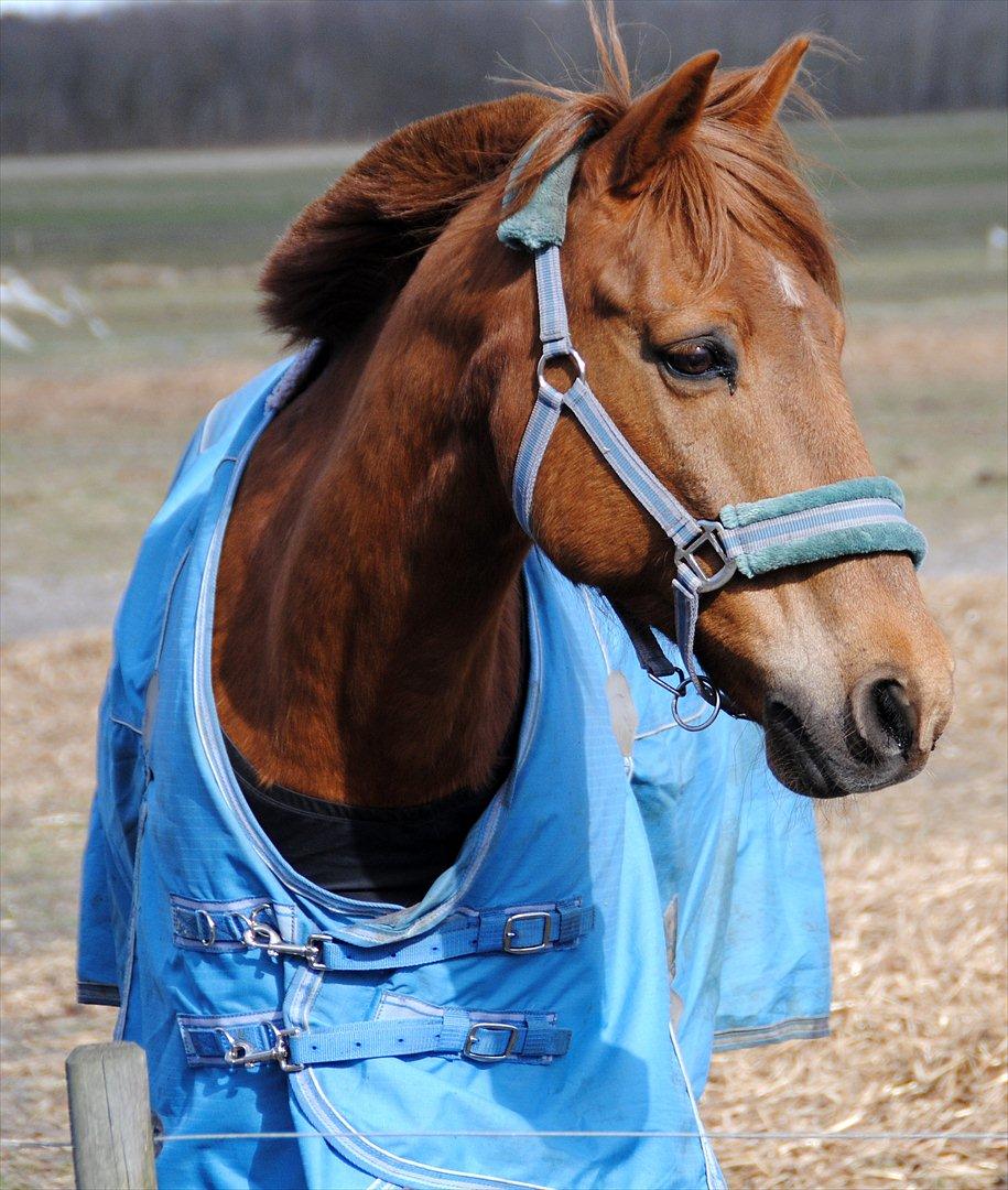 Svensk Sportspony  Casco <3 - 
Baby you light up my world like nobody else<3
FOTO: Anne-Sofie (-; billede 13