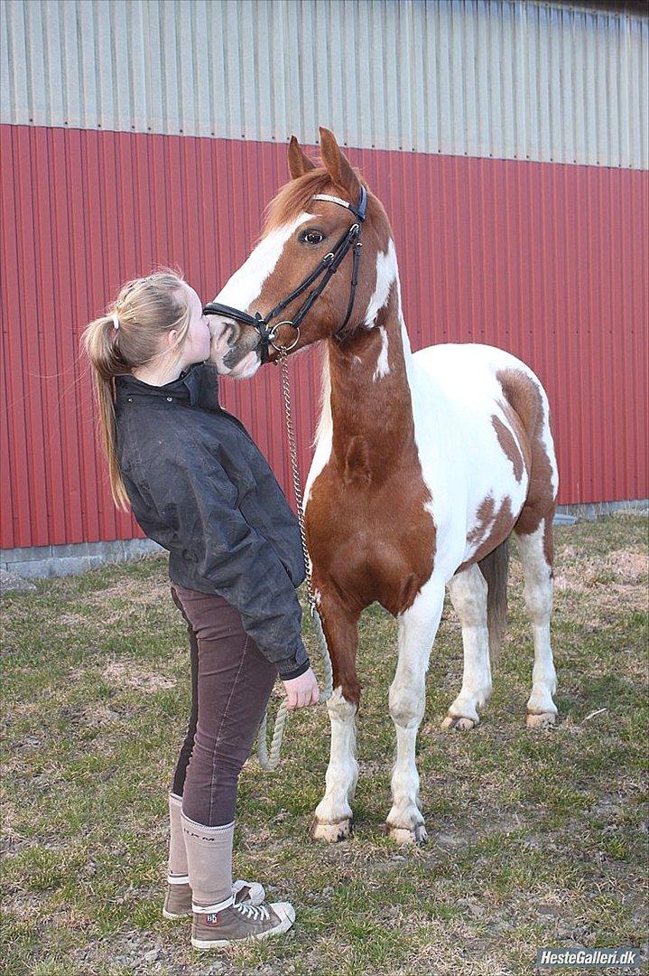 Pinto / haflinger indiana jones - kys billede 19