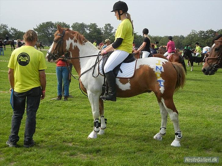 Pinto / haflinger indiana jones - sjm storhestedag, en lille snak med hold lederen lige inden start signalet. billede 20