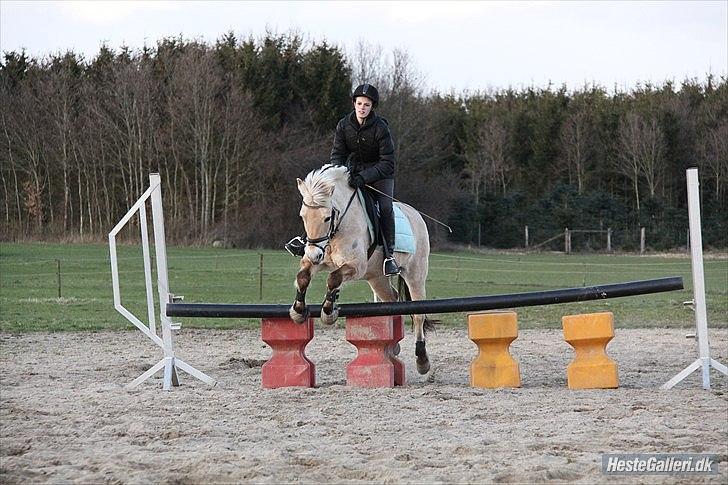 Fjordhest Amalie Romeo - Springtræning 2/4 2012 billede 18