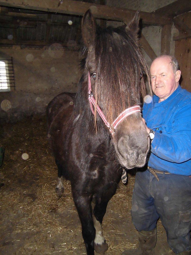 Islænder Bakkebo´s Ronja Røverdatter RIP?? billede 2