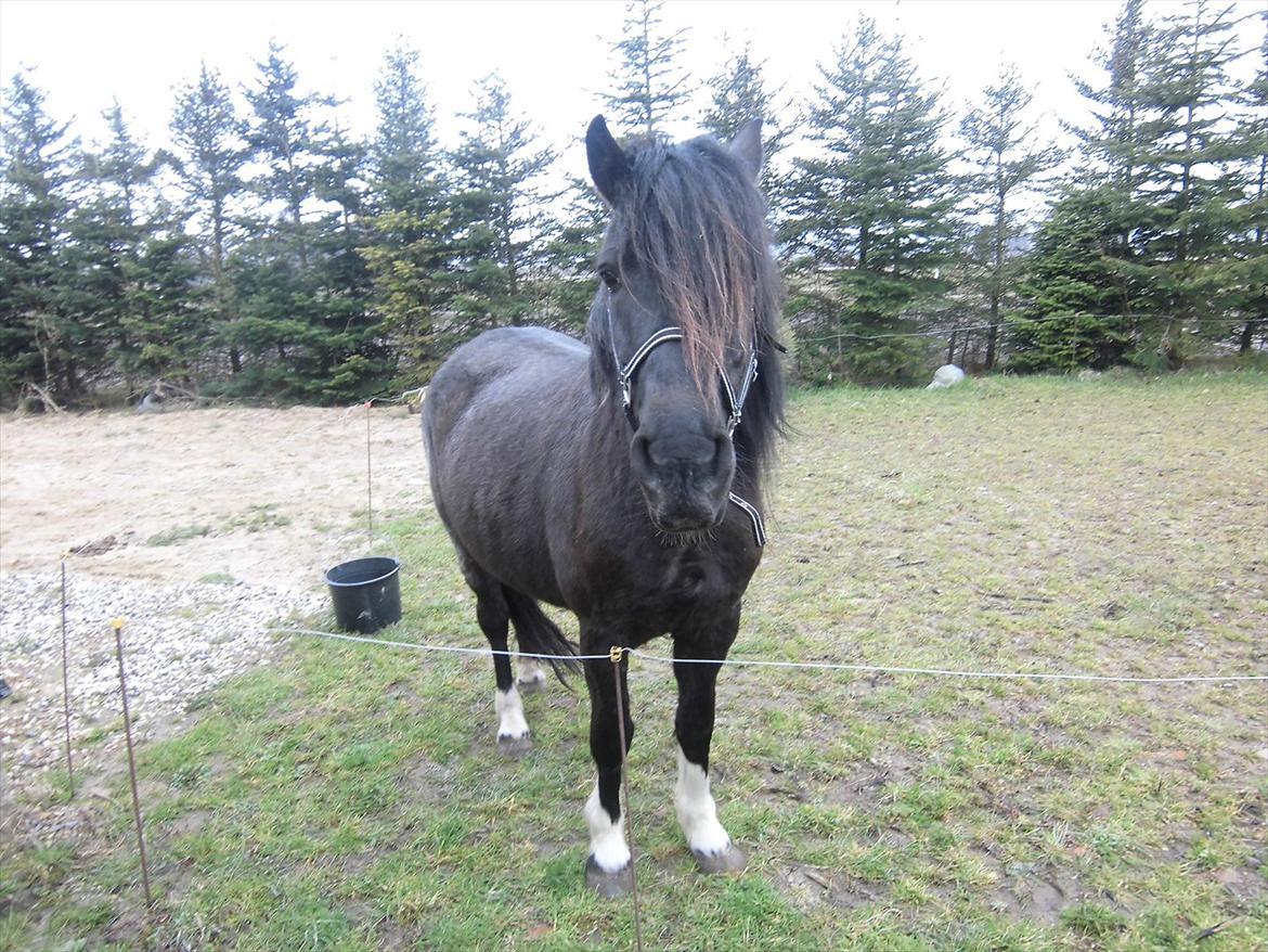 Islænder Bakkebo´s Ronja Røverdatter RIP?? billede 3