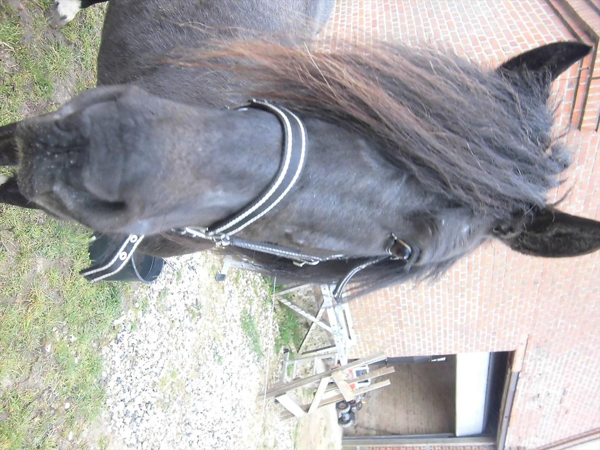 Islænder Bakkebo´s Ronja Røverdatter RIP?? billede 5