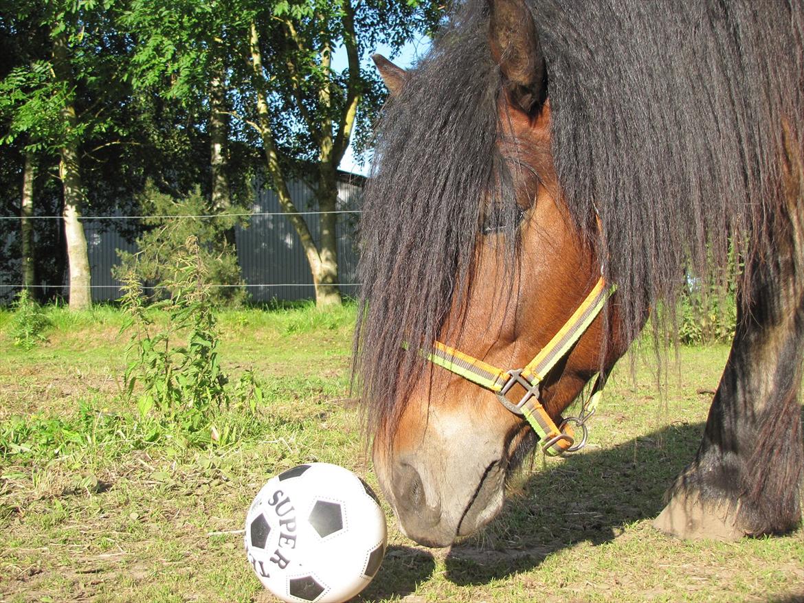 Nordsvensk Skovhest Belesto - fold-fodbold :-) billede 1