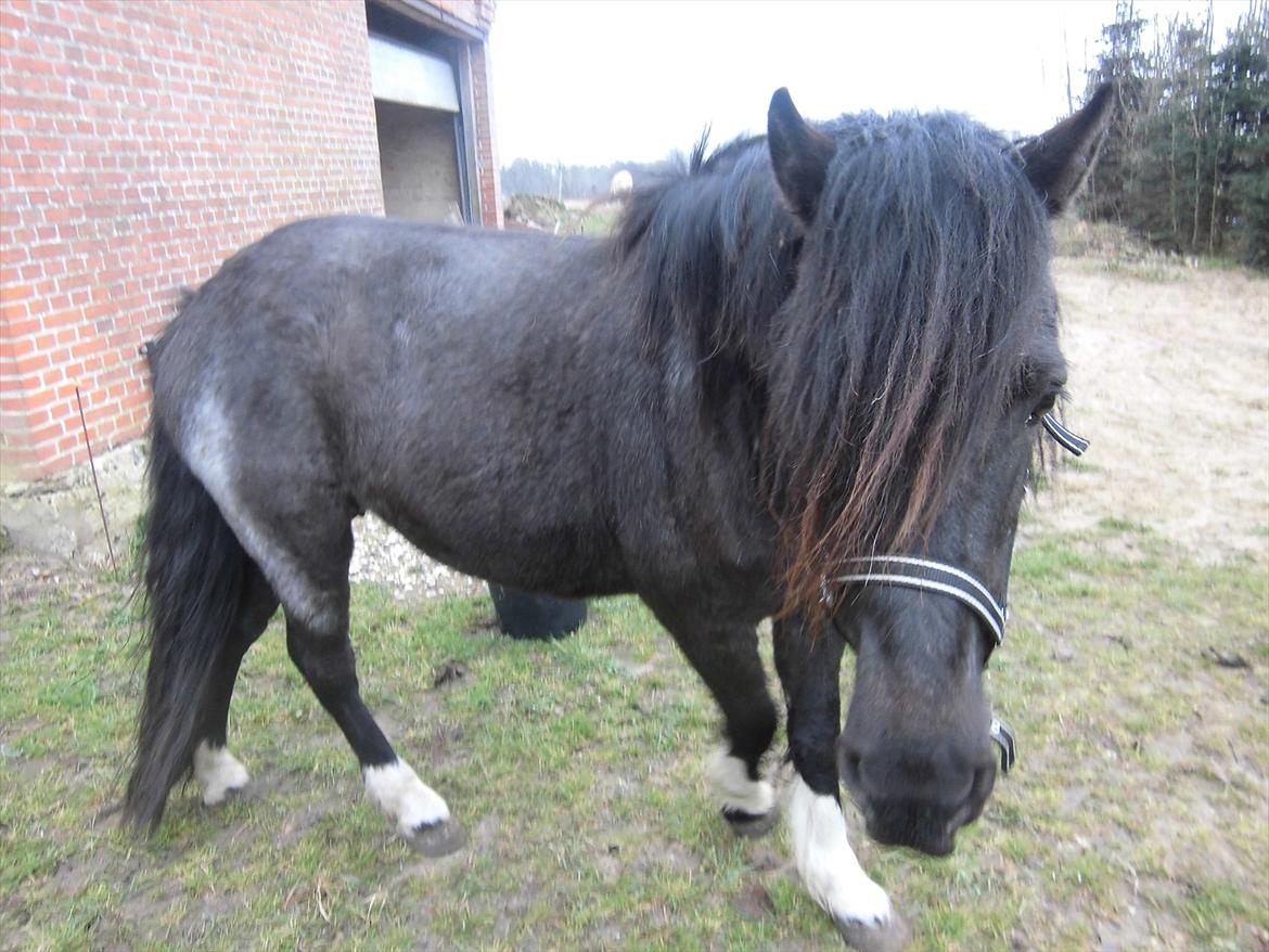 Islænder Bakkebo´s Ronja Røverdatter RIP?? billede 6