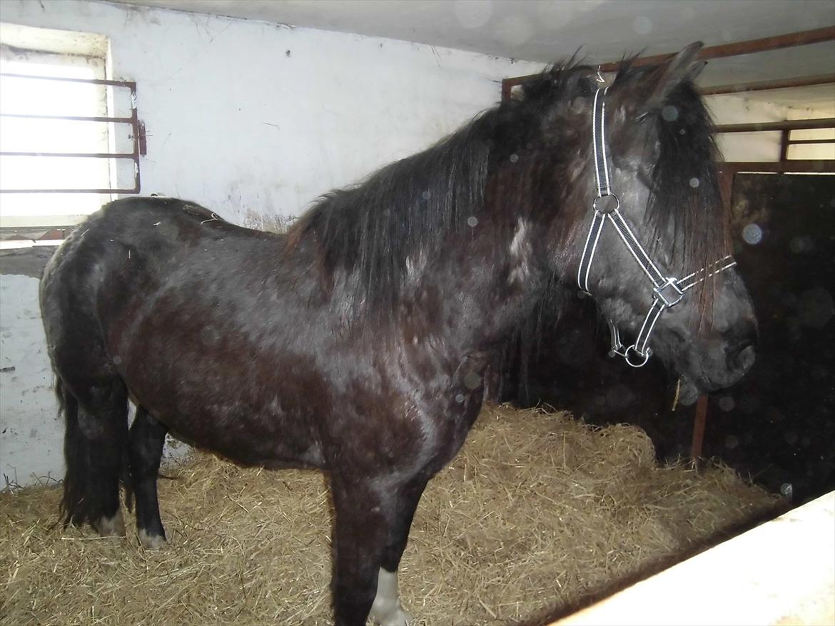 Islænder Bakkebo´s Ronja Røverdatter RIP?? billede 7