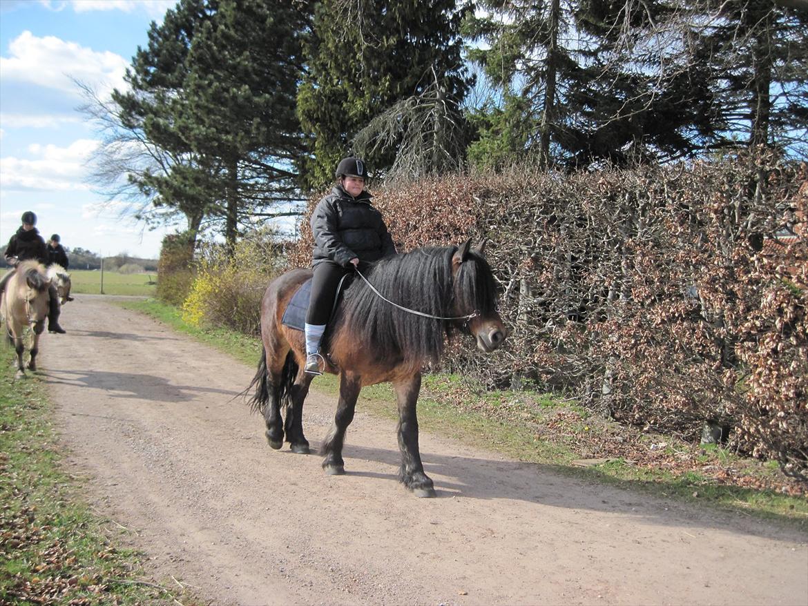 Nordsvensk Skovhest Belesto billede 19