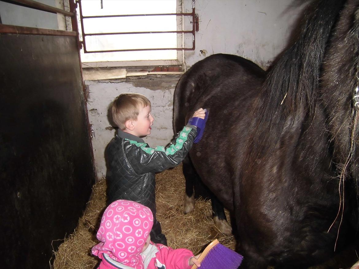 Islænder Bakkebo´s Ronja Røverdatter RIP?? billede 8
