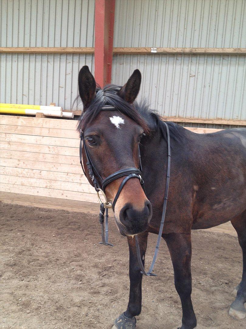 Anden særlig race Pondus - Efter en af vores første rideture sammen <3 billede 11