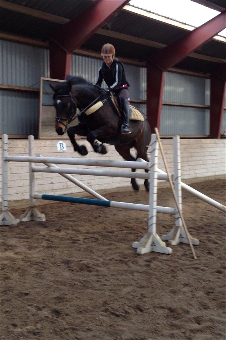 Anden særlig race Pondus - 120 cm på den bedste billede 14