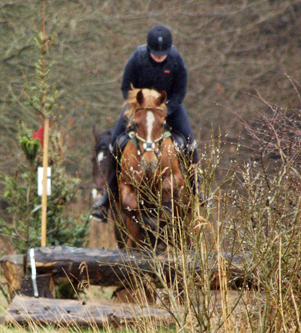 Anden særlig race Mariska *Lady* billede 7