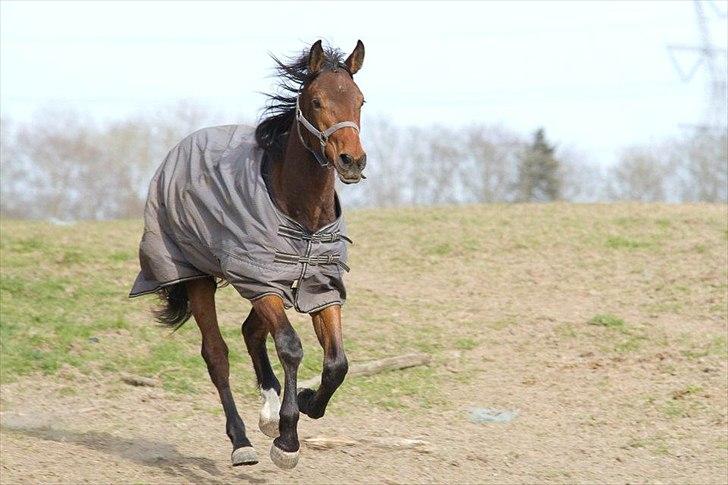 Dansk Varmblod Monty af Dandanell *SOLGT* billede 8