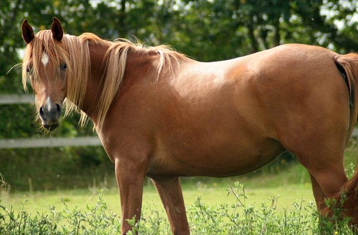 Arabisk fuldblod (OX) Waheds Nadia - 2011 billede 16