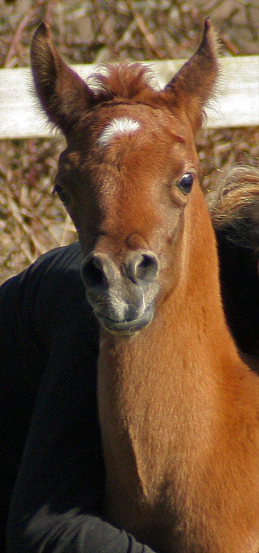 Arabisk fuldblod (OX) WML Al HaMee - WML Al HaMee er ca 2 uger på billedet.. billede 3